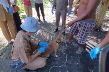 Warga Kelurahan Palas Rumbai di Pekanbaru Dicurigai Positif Rabies Akibat Gigitan Hewan Peliharaan