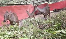Upaya Mitigasi Konflik: BBKSDA Riau Lepasliarkan 4 Ekor Rusa Sambar
