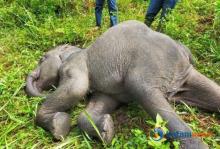 Gajah Muda Rizki Ditemukan Mati di PLG Minas Riau, Diduga Akibat Serangan Virus