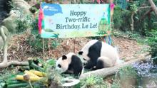 Anak Panda Raksasa Pertama Singapura, Le Le, Bakal Dipisahkan dari Induknya