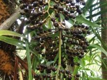 Buah Jernang Mulai Merambah Tanjabtim Jambi: Harga Mencapai Rp 250 ribu per KilogramÂ 