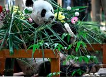 Air Mata Mengiringi Keberangkatan Anak Panda yang Lahir di Malaysia Menuju China