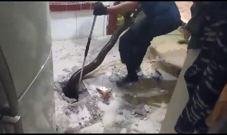 Ular Sanca Panjang 4,3 Meter Berhasil di Evakuasi dari Perumahan TNI AL di Karimun