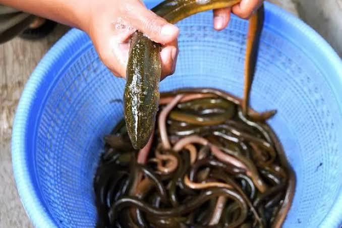 7 Manfaat Luar Biasa Mengonsumsi Belut untuk Kesehatan Tubuh
