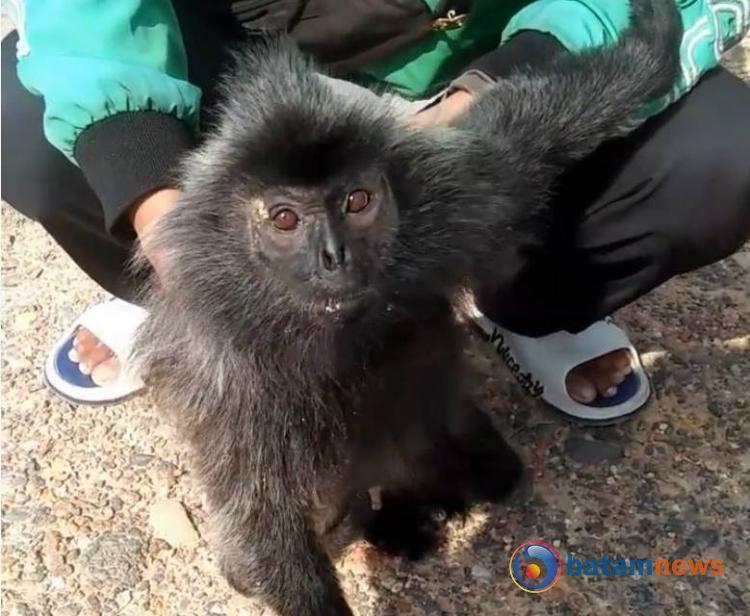 Seekor Lutung Hewan yang Dilindungi Diselamatkan Pengemudi Ojol dan Volunteer di Batam