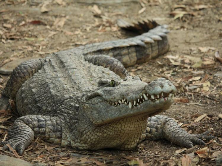 Warga Bintan Selamat dari Serangan Buaya di Tembeling