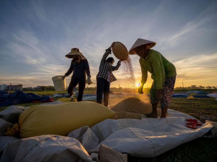 Penyebab Kenaikan Harga Beras di Bintan dan Tanjungpinang