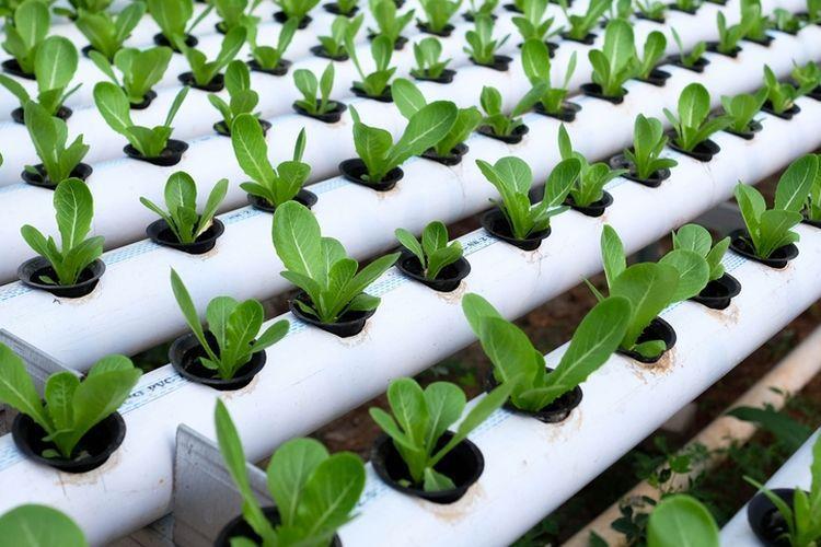 ITP2I Riau Perkenalkan Hidroponik untuk Tingkatkan Budidaya Bercocok Tanam di Pekarangan