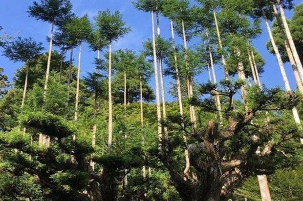 Daisugi Jepang: Rahasia Produksi Kayu Tanpa Tebang Pohon Selama 700 Tahun