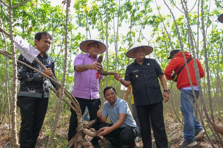 Manfaatkan Lahan Tidur, Sejahtera Farm Hasilkan 140 Ton Ubi Setiap Panen di Kubang Raya Kampar