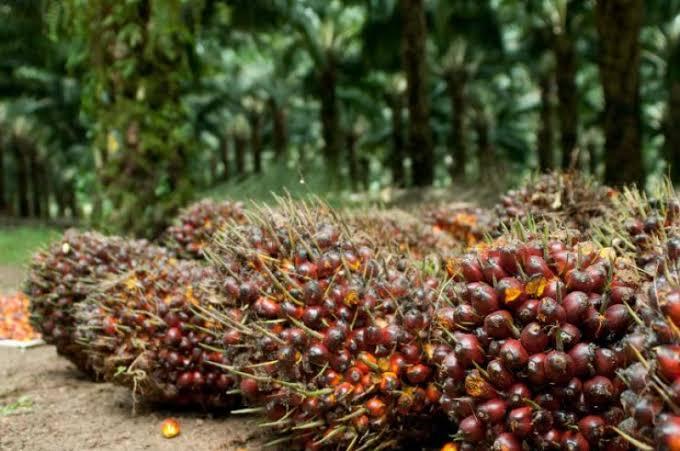 Harga TBS Naik Menjadi Rp2.401,66 per Kilogram di Riau