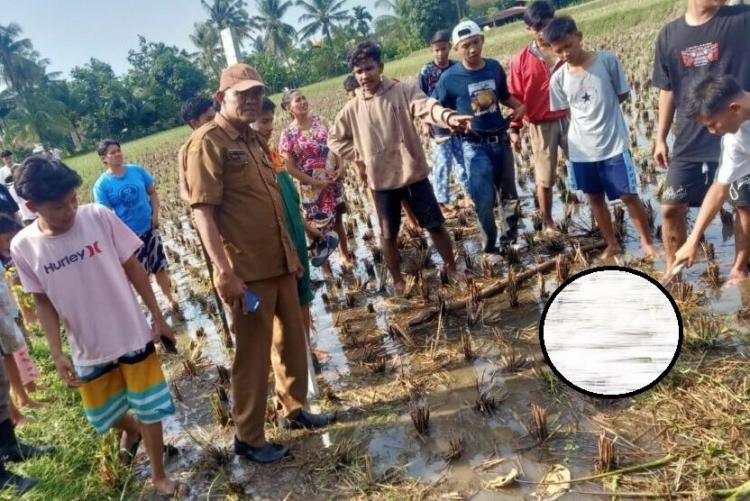 Teror Anjing Gila di Padang: 23 Orang Jadi Korban, Warga Akhirnya Membunuhnya