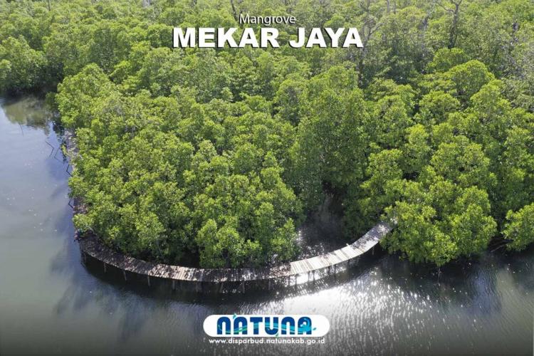 Keindahan Mangrove di Desa Mekar Jaya, Destinasi Wisata yang Wajib Dikunjungi saat Berlibur ke Natuna