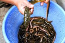 7 Manfaat Luar Biasa Mengonsumsi Belut untuk Kesehatan Tubuh