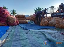 Update Harga Komoditas Perkebunan di Riau, Pinang Kering Turun Rp9 per Kilogram