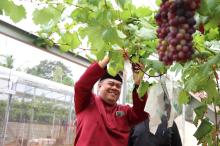 Bintan Menawarkan Pengalaman Wisata Baru dengan Kebun Anggur Green House