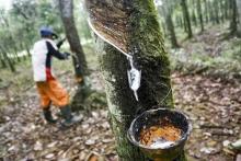 Fluktuasi Harga Karet Rakyat di Riau, Kabupaten Mana yang Paling Stabil?