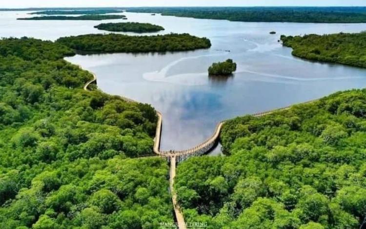 Mengenal Objek Wisata Mangrove Pering Natuna Terluas di Kepri
