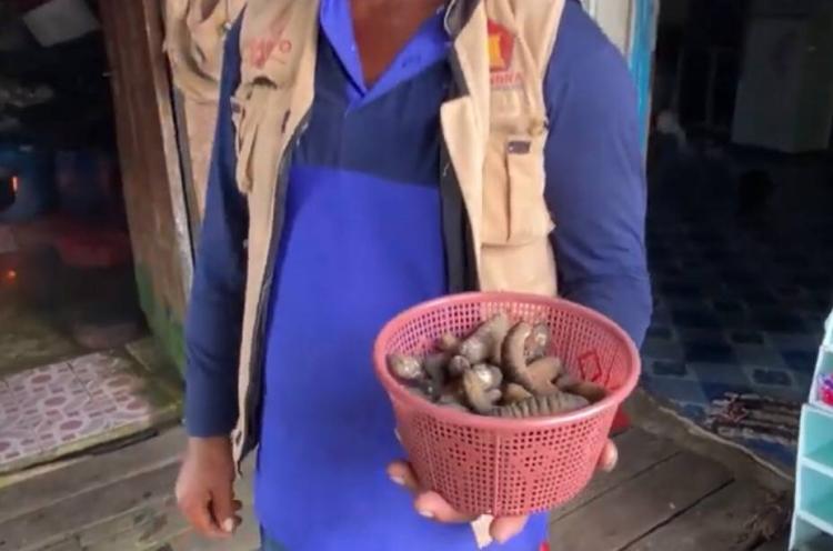 Hasil Laut Pulau Rempang Melimpah, Warga Bisa Cuan hingga Jutaan Rupiah dari Teripang