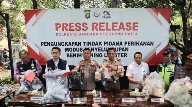 Polisi Gagalkan Penyelundupan 107.800 Benih Lobster Tujuan Singapura, Kerugian Negara Capai Rp 11,4 Miliar