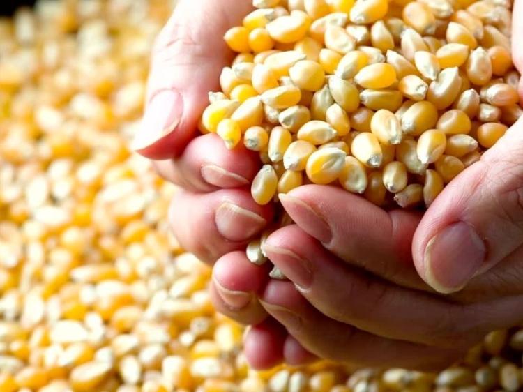 Pemerintah akan Impor 500 Ribu Ton Jagung Pakan Untuk Dukung Peternak Ayam