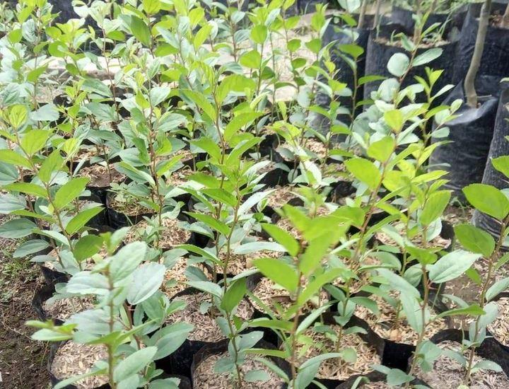 Banyak Ditemukan di Kepulauan Riau Daun Tanaman ini Memiliki Banyak Manfaat bagi Kesehatan