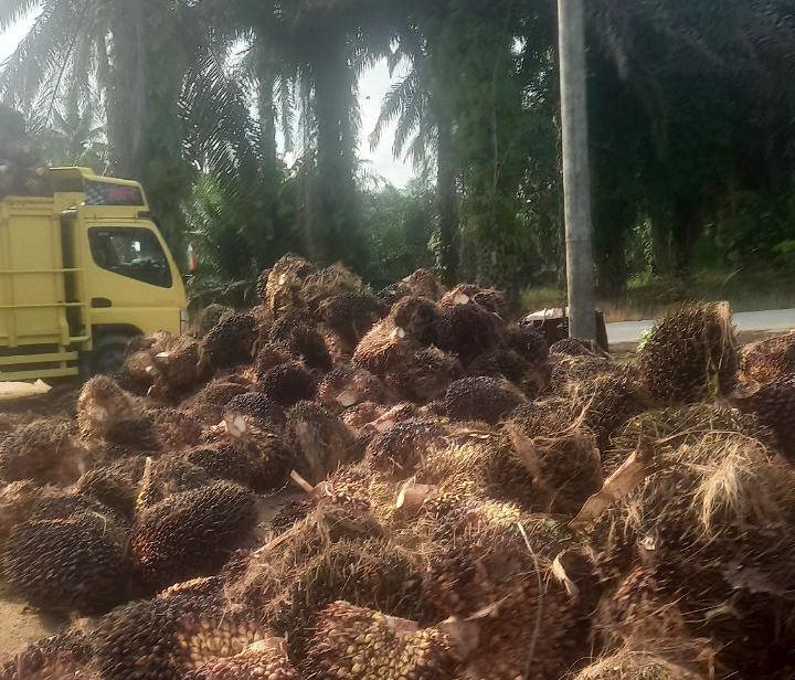 Kabar Gembira Petani Sawit di Riau Harga TBS Naik, Berikut Rincian Harganya 