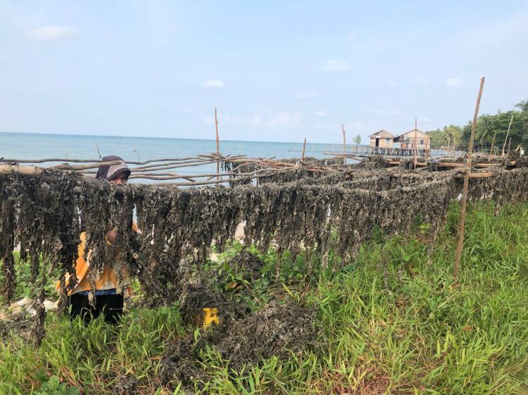 Antusiasme Masyarakat Pulau Rempang Batam Sambut Musim Panen Rengkam hingga Tahun Depan