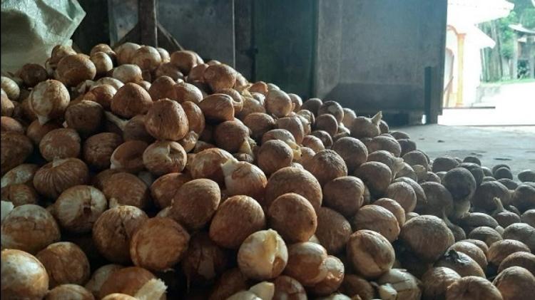 Harga Kelapa Butiran hingga Pinang Kering di Riau Naik