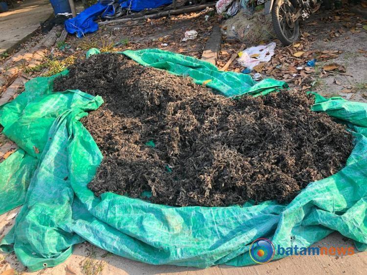 Memasuki Musim Panen Rengkam di Pulau Rempang, Batam