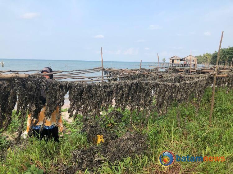 Mengenal Rengkam, Biota Laut Bernilai Ekonomis bagiÂ Masyarakat Pulau Rempang