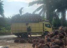 Kenaikan Harga TBS Sawit di Riau Hari Ini - Daftar Harga PerhariÂ 