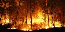 Menteri LHK: 267 Ribu Hektare Lahan Terbakar Akibat Karhutla di RI Per 2 Oktober
