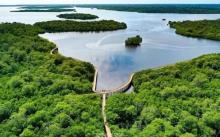 Mengenal Objek Wisata Mangrove Pering Natuna Terluas di Kepri