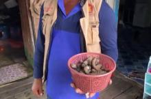 Hasil Laut Pulau Rempang Melimpah, Warga Bisa Cuan hingga Jutaan Rupiah dari Teripang