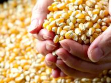 Pemerintah akan Impor 500 Ribu Ton Jagung Pakan Untuk Dukung Peternak Ayam