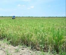 Dampak Elnino: Stok Pangan Beras di Riau Menipis, Ancam Ketersediaan Nasional
