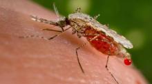 Epidemi Malaria di Riau, Kabupaten Rokan Hilir Mendominasi dengan 95 Persen Kasus
