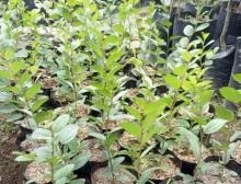 Banyak Ditemukan di Kepulauan Riau Daun Tanaman ini Memiliki Banyak Manfaat bagi Kesehatan