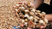Harga Pinang Kering Naik di Provinsi Riau, Harga Sekarang Rp5.850 per Kg