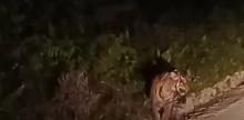 Harimau Liar Berkeliaran di Km.14 Doral Siak, Warga Diminta Waspada