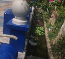 Selokan Batam Center Kini Lebih Cantik dengan Keindahan Ikan Hias