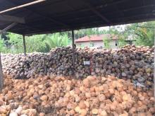 Daftar Harga Komoditi Perkebunan di Riau Pekan IniÂ 