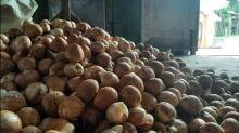 Harga Kelapa Butiran hingga Pinang Kering di Riau Naik