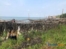 Mengenal Rengkam, Biota Laut Bernilai Ekonomis bagiÂ Masyarakat Pulau Rempang