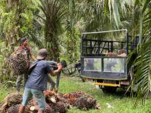 Harga Kelapa Sawit Mitra Plasma di Riau Alami Penurunan Signifikan dalam Sepekan