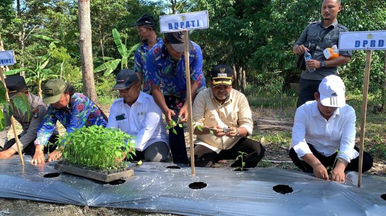 Inovasi Pertanian Karimun, Pulau Kundur Bertransformasi Jadi Lumbung Pangan