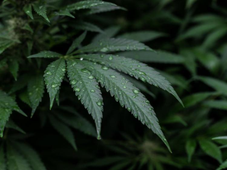Pemerintah Buat Rancangan Undang-undang Orang Sakit Boleh Pakai Ganja