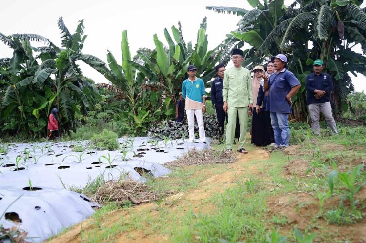 Stabilkan Harga Cabai di Tanjungpinang, Pemko Pakai Cara ini!