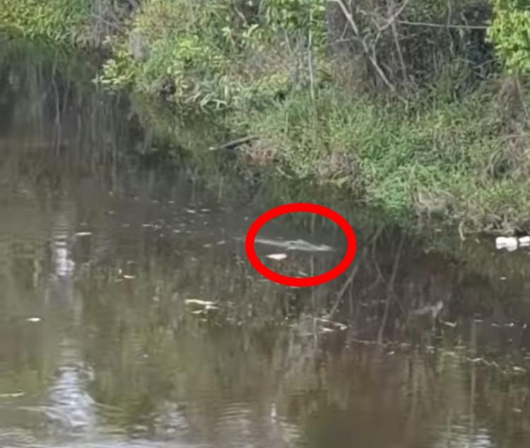 Waspada, Buaya Berkeliaran di Sungai Batubi Ranai Natuna